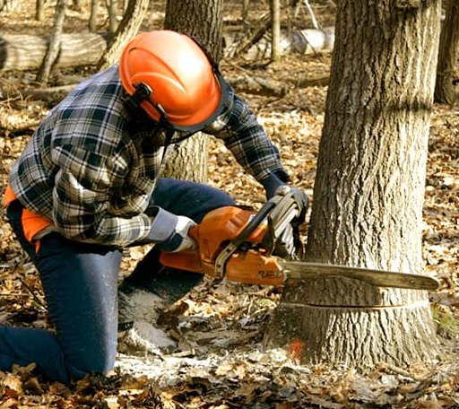Tree Removal in Marble Falls, TX